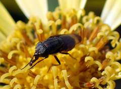 Stomorhina obsoleta