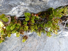 Myrsine nummularia