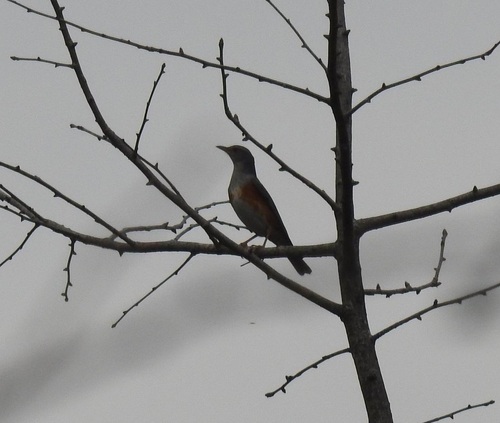 Grey-backed Thrush