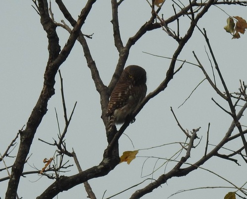 Asian Barred Owlet