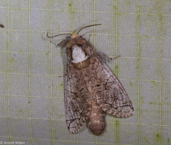 Isocossus vandeldeni