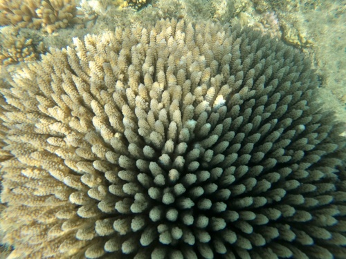 Staghorn coral