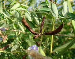 Lathyrus incurvus