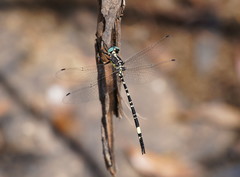 Parasynthemis regina