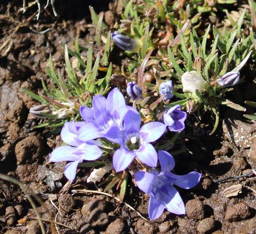 Wahlenbergia polytrichifolia image