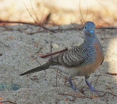 Geopelia striata