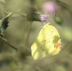 Eurema