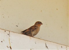 Passer domesticus