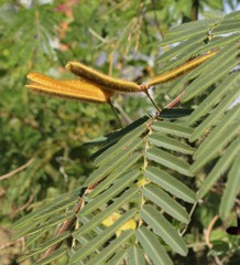 Mimosa pigra