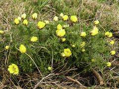 Adonis volgensis