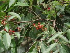 Syzygium tierneyanum