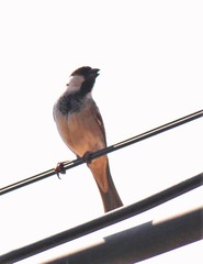 Passer domesticus