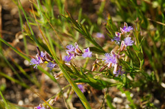 Polygala sibirica