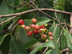 Syzygium tierneyanum