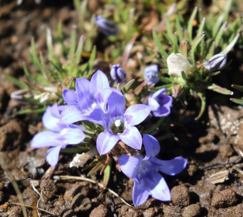 Wahlenbergia polytrichifolia subsp. dracomontana image