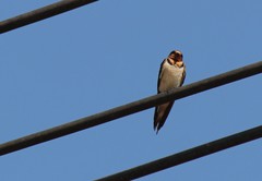 Hirundo rustica