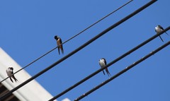 Hirundo rustica