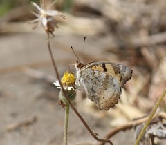 Junonia hierta