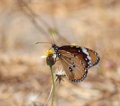 Danaus chrysippus