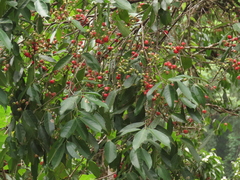 Syzygium tierneyanum