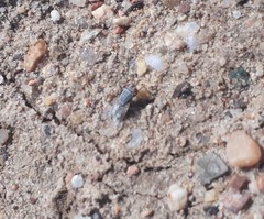 Sarcophagidae