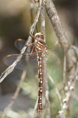 Austroaeschna unicornis