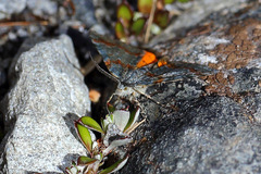 Paranotoreas brephosata