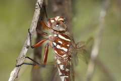 Austroaeschna unicornis