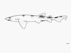 Balloon Shark photo 2