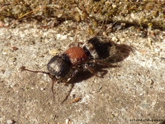 Ronisia barbarula