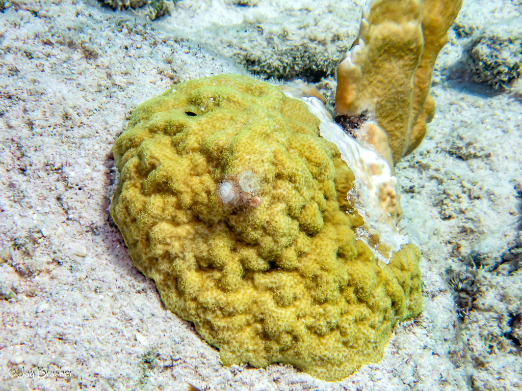 Mustard Hill Coral from Tori's Reef, Bonaire, Caribbean Netherlands on September 16, 2022 at 03