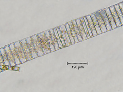 Fragilaria