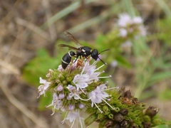 Leptochilus regulus