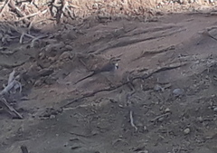 Motacilla alba