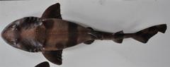Indian Swellshark photo 2