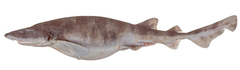 Saddled Swellshark photo 2