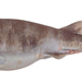 Saddled Swellshark - Photo (c) CSIRO National Fish Collection, some rights reserved (CC BY)