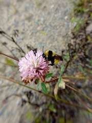 Bombus borealis image