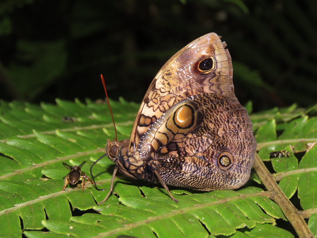 Opsiphanes caliensis