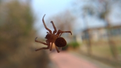Araneae