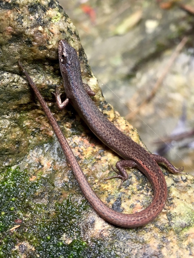 Southern Weasel Skink