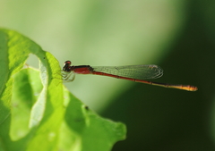 Agriocnemis femina