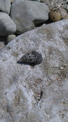 Cerithiidae