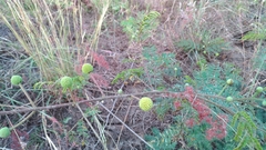Leucaena leucocephala
