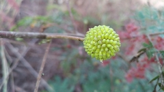 Leucaena leucocephala