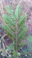 Leucaena leucocephala