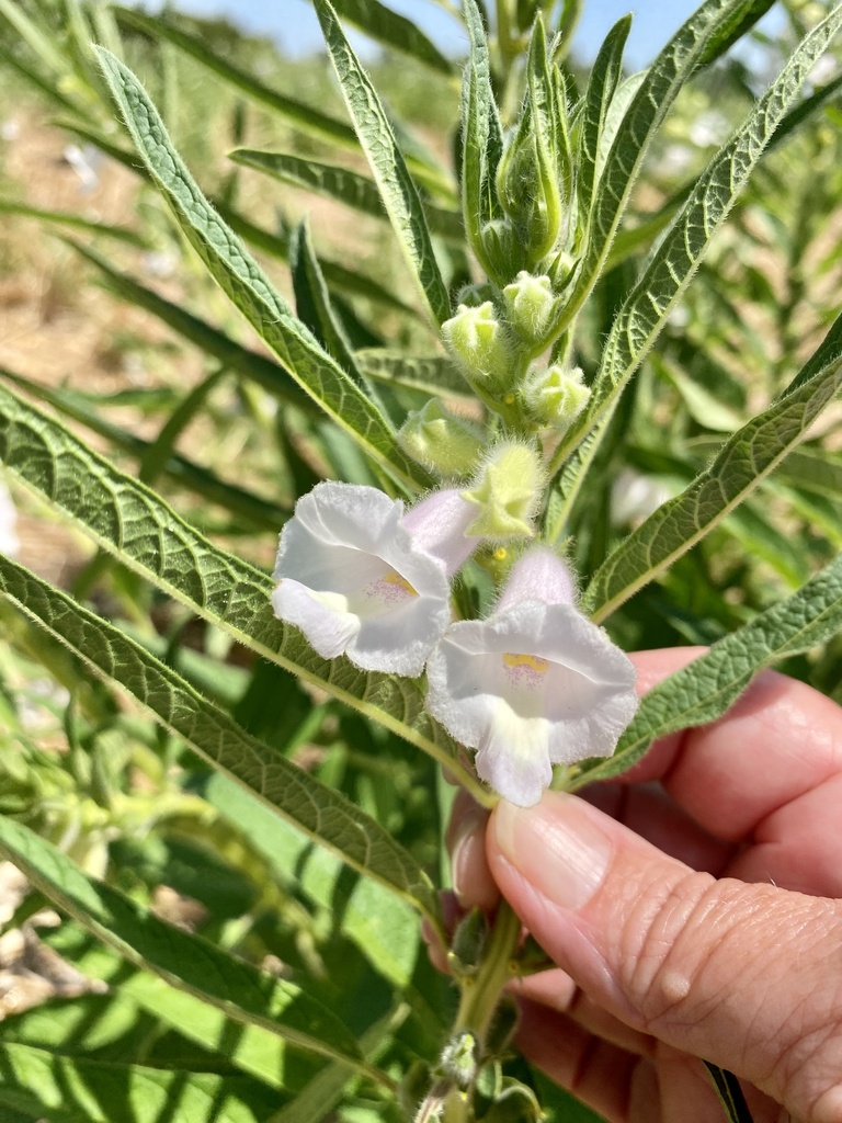 Sesamum indicum, FM-1331, Thorndale, TX, US