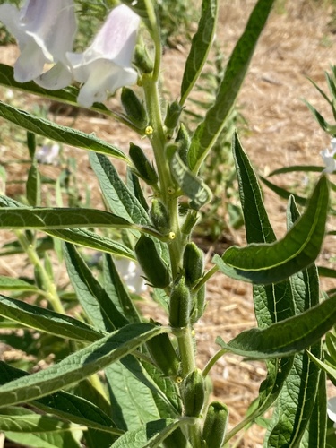 Sesamum indicum