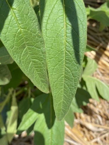 Sesamum indicum