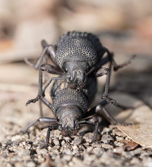 Amycterus